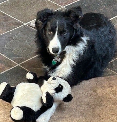 Border Collie Puppies breeder image 1