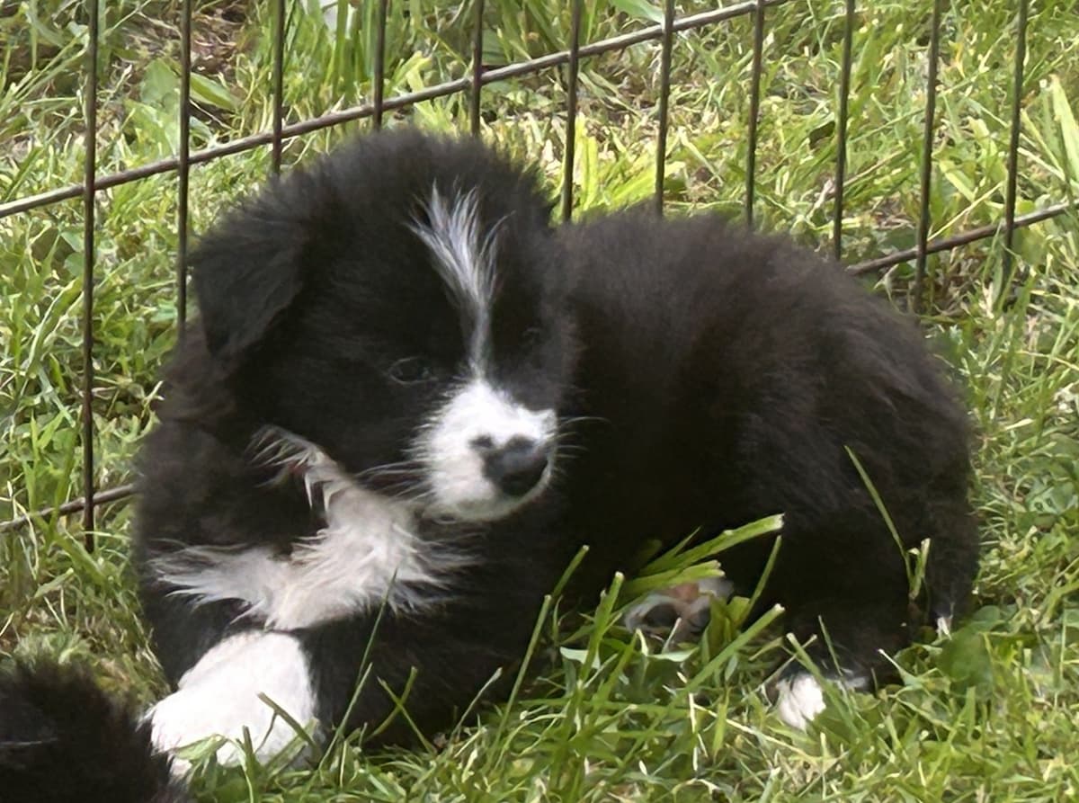 Border Collie Puppies breeder image 5