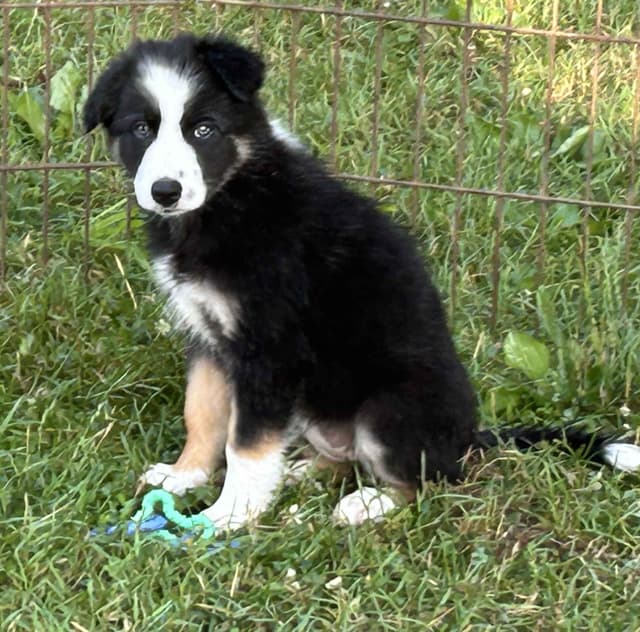 Border Collie Puppies media 2