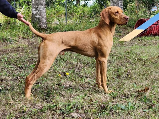 Vizsla Puppies media 2