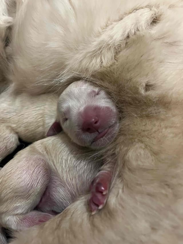 English Cream Golden Retriever Puppies media 3