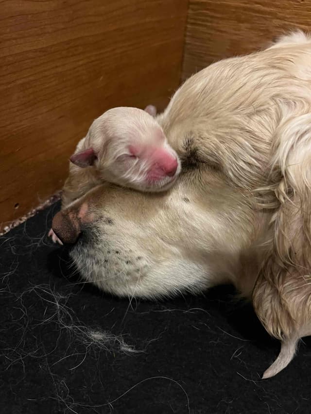 English Cream Golden Retriever Puppies media 4