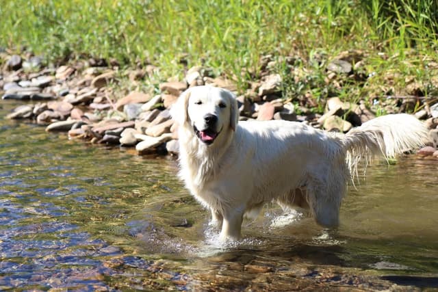 English Cream Golden Retriever Puppies media 6