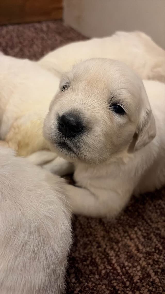 English Cream Golden Retriever Puppies media 7