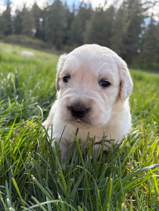 English Cream Golden Retriever Puppies media 8