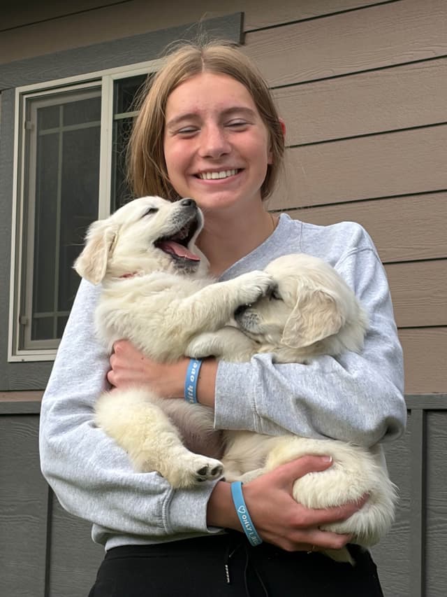 English Cream Golden Retriever Puppies media 9