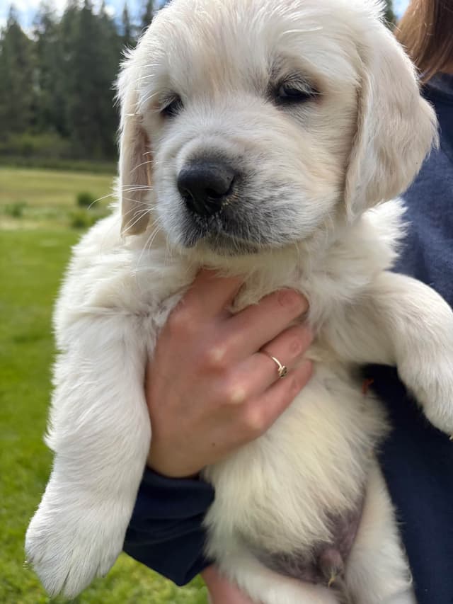English Cream Golden Retriever Puppies media 10