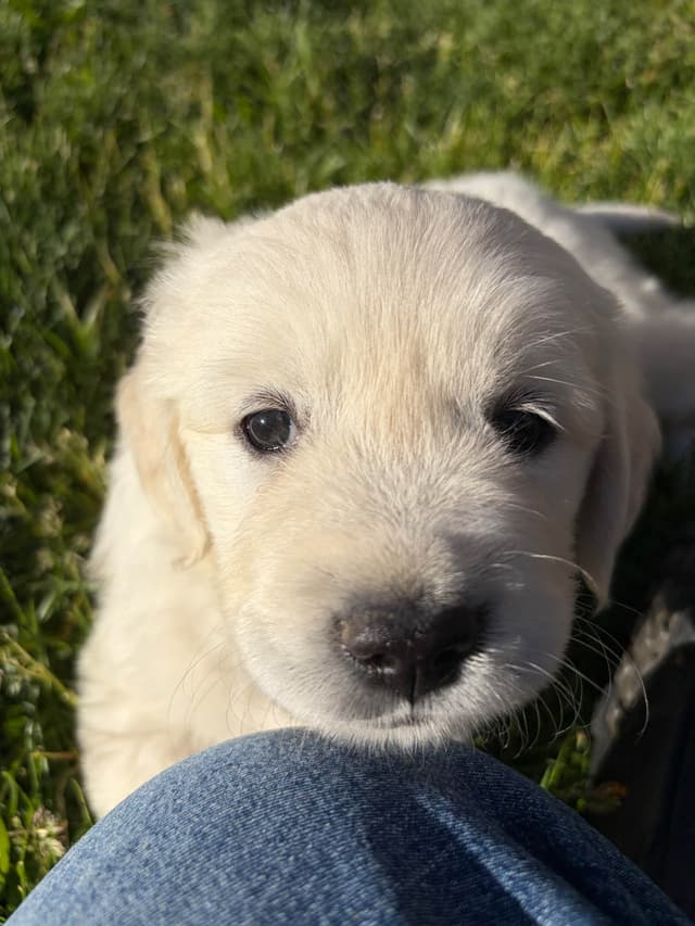 English Cream Golden Retriever Puppies media 11