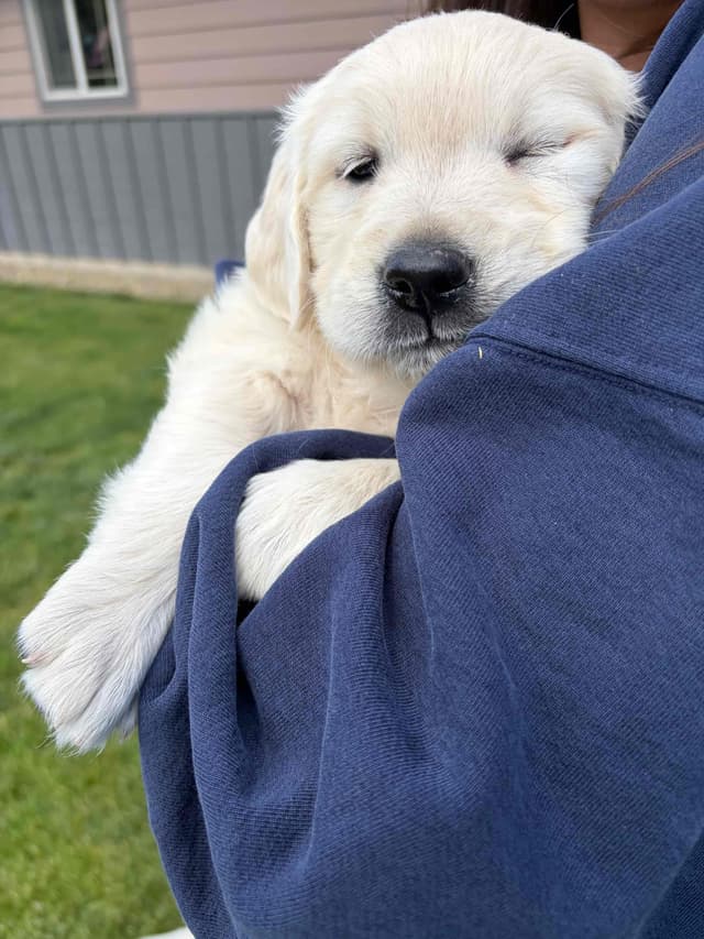 English Cream Golden Retriever Puppies media 12