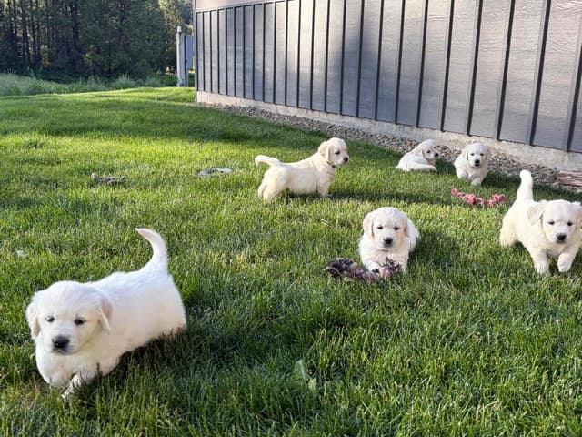 English Cream Golden Retriever Puppies media 13
