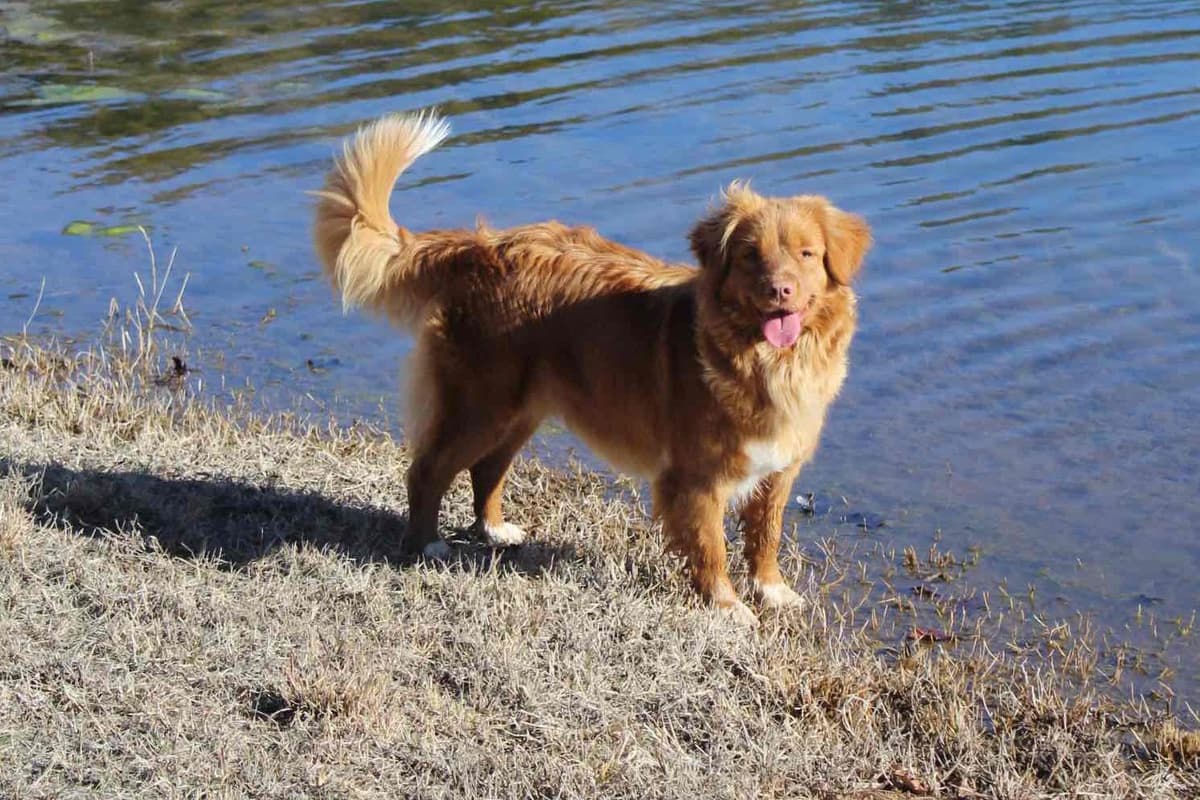 Nova Scotia Duck Tolling Retriever Puppy breeder image 7