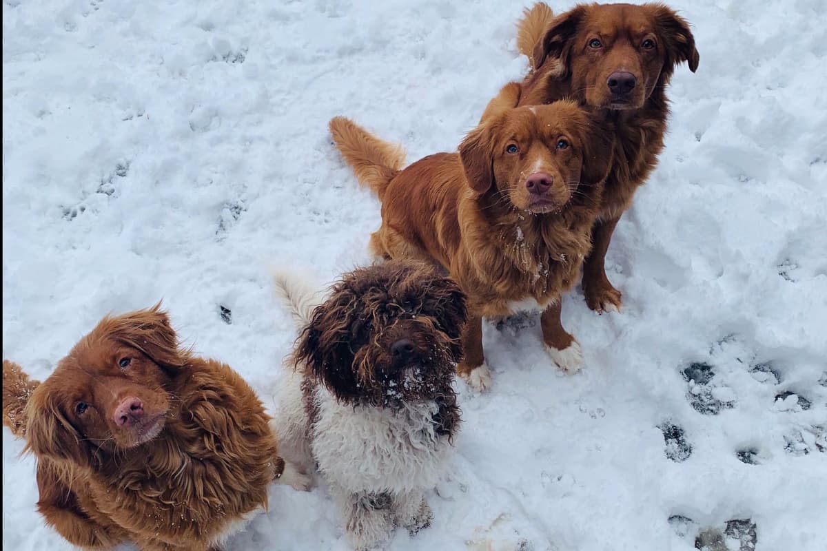 Nova Scotia Duck Tolling Retriever Puppy breeder image 1