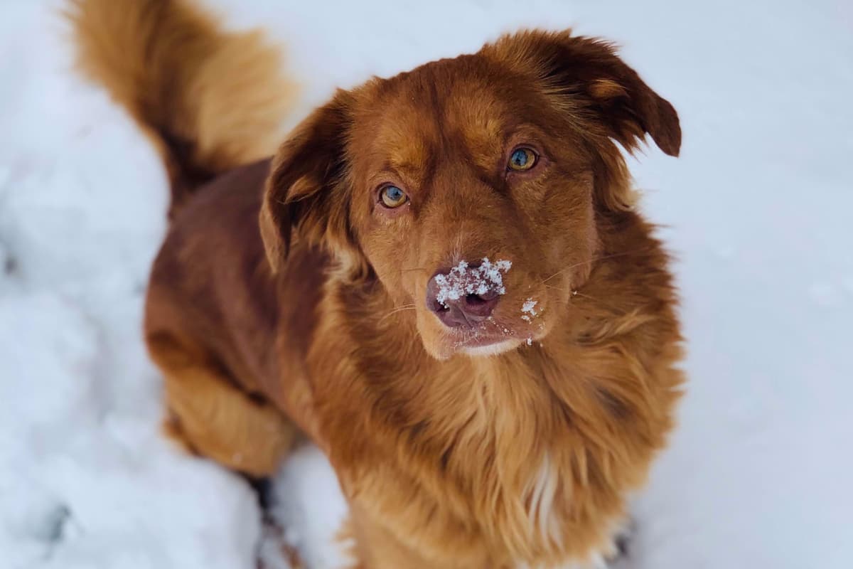 Nova Scotia Duck Tolling Retriever Puppy breeder image 2
