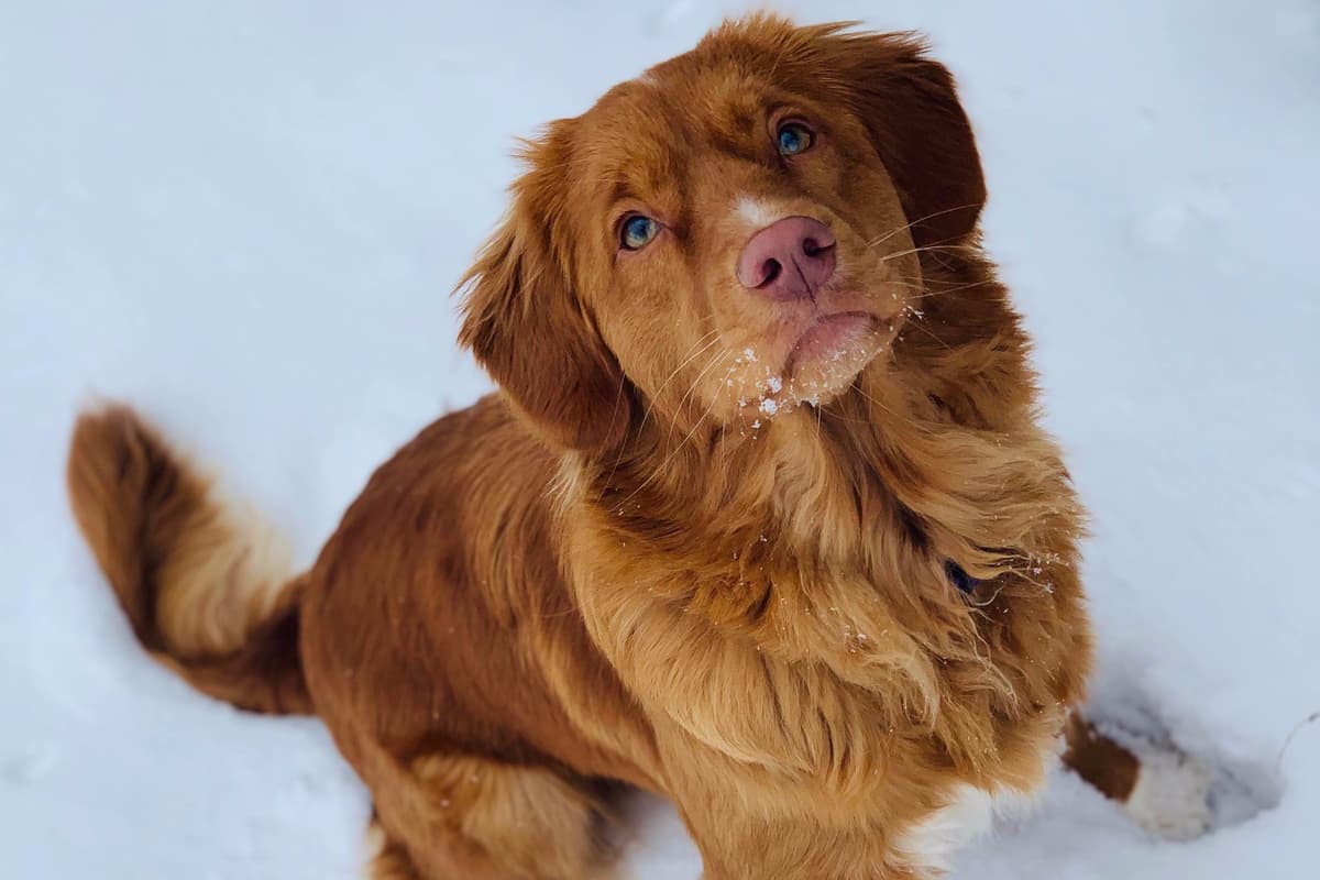 Nova Scotia Duck Tolling Retriever Puppy breeder image 3