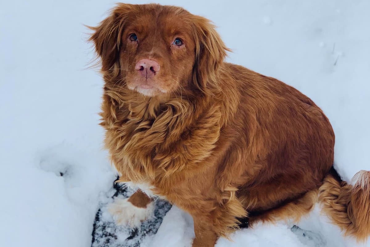 Nova Scotia Duck Tolling Retriever Puppy breeder image 4