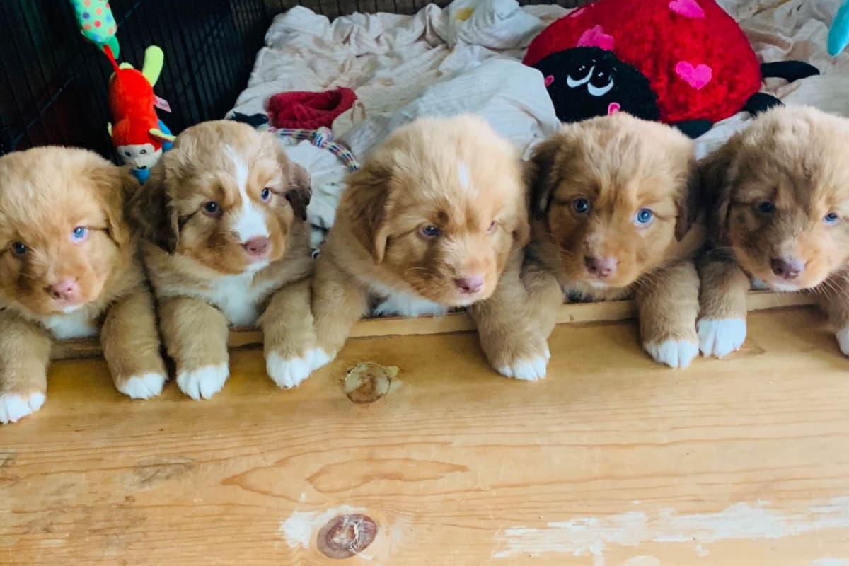 Nova Scotia Duck Tolling Retriever Puppy breeder image 6