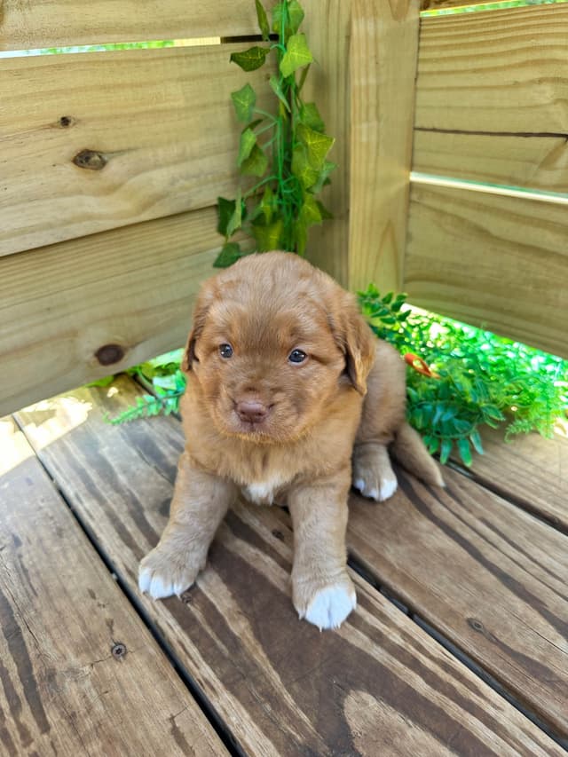 Nova Scotia Duck Tolling Retriever Puppy media 3