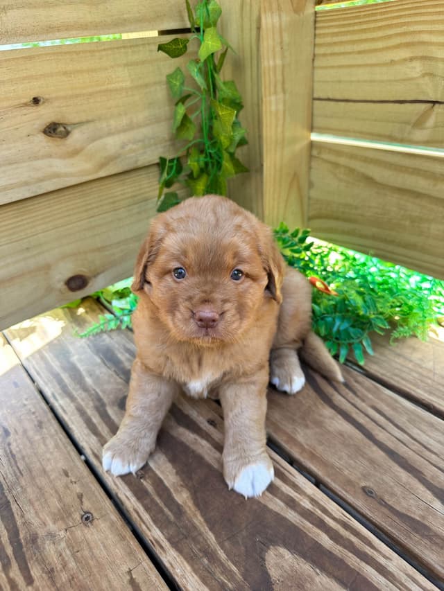 Nova Scotia Duck Tolling Retriever Puppy media 5