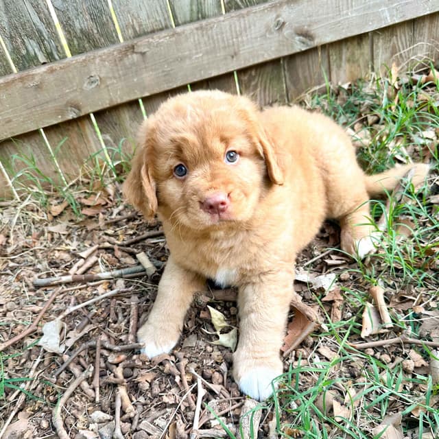 Nova Scotia Duck Tolling Retriever Puppy media 2