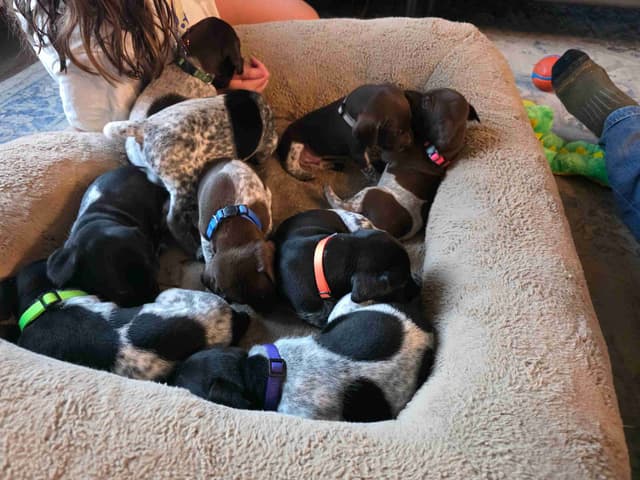 German Shorthaired Pointer Puppies media 2
