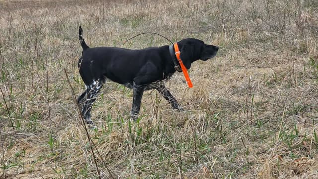 German Shorthaired Pointer Puppies media 4