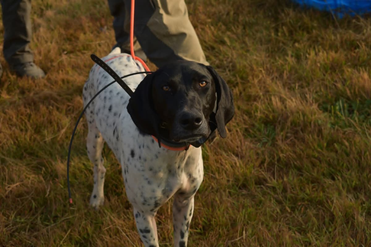 German Shorthaired Pointer Puppies breeder image 1