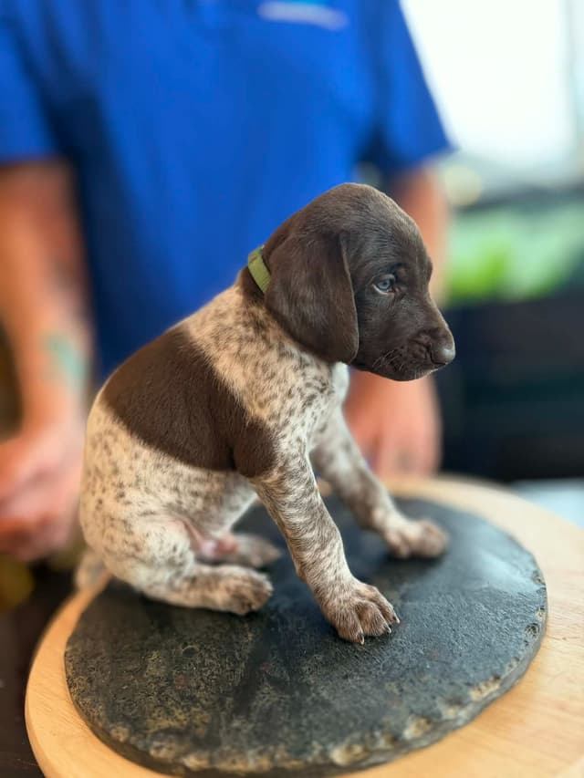 German Shorthaired Pointer Puppies media 5