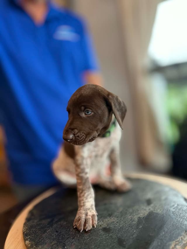German Shorthaired Pointer Puppies media 6