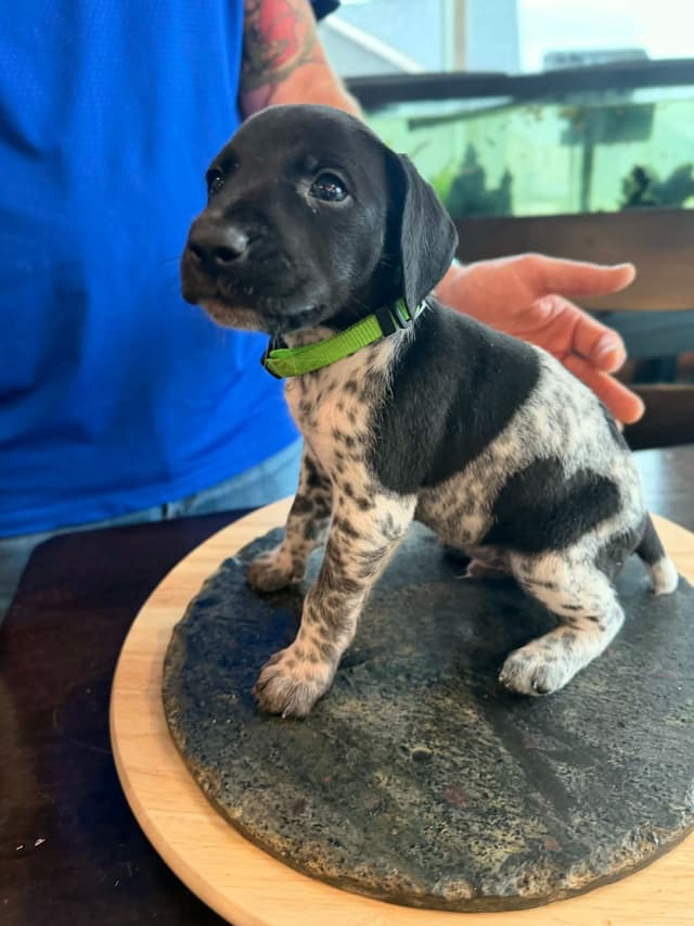 German Shorthaired Pointer Puppies media 7