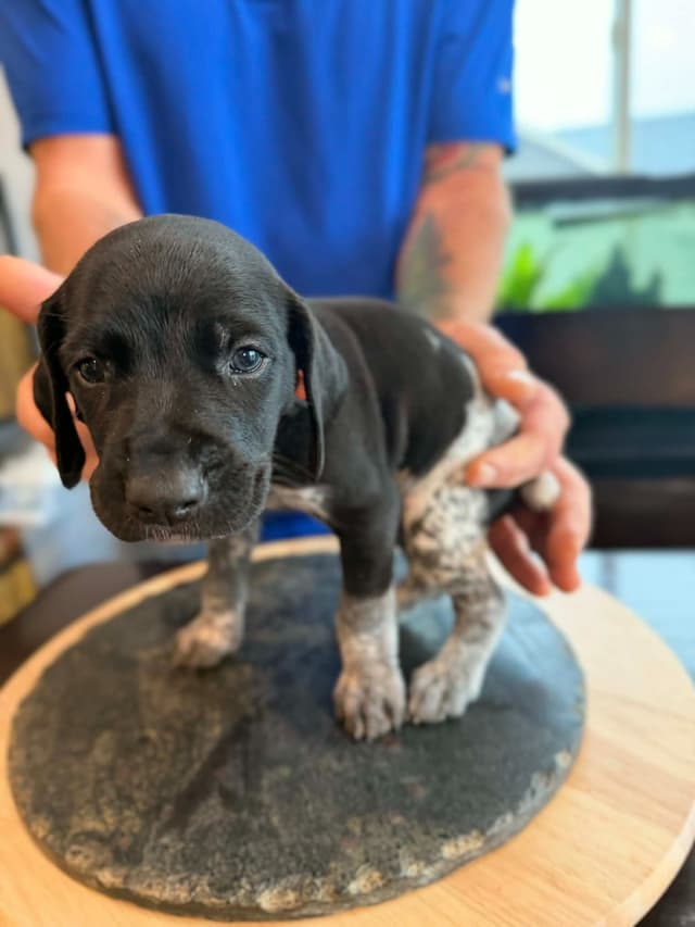 German Shorthaired Pointer Puppies media 8