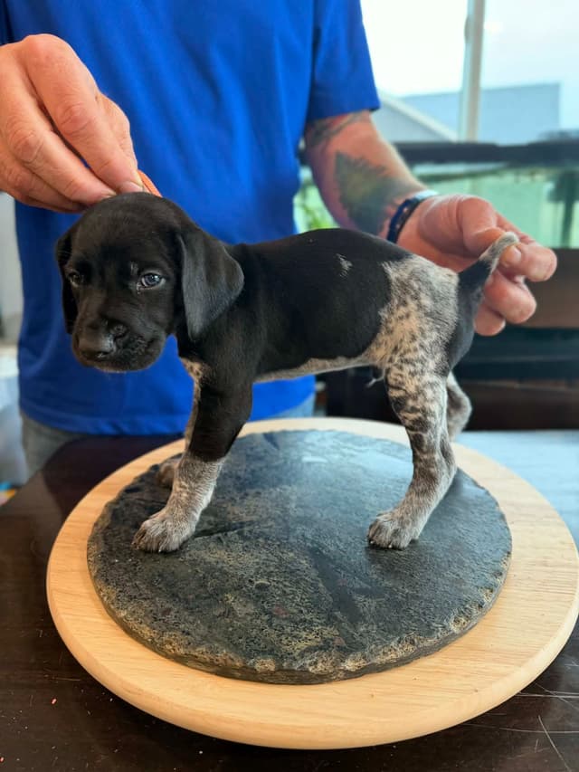 German Shorthaired Pointer Puppies media 9