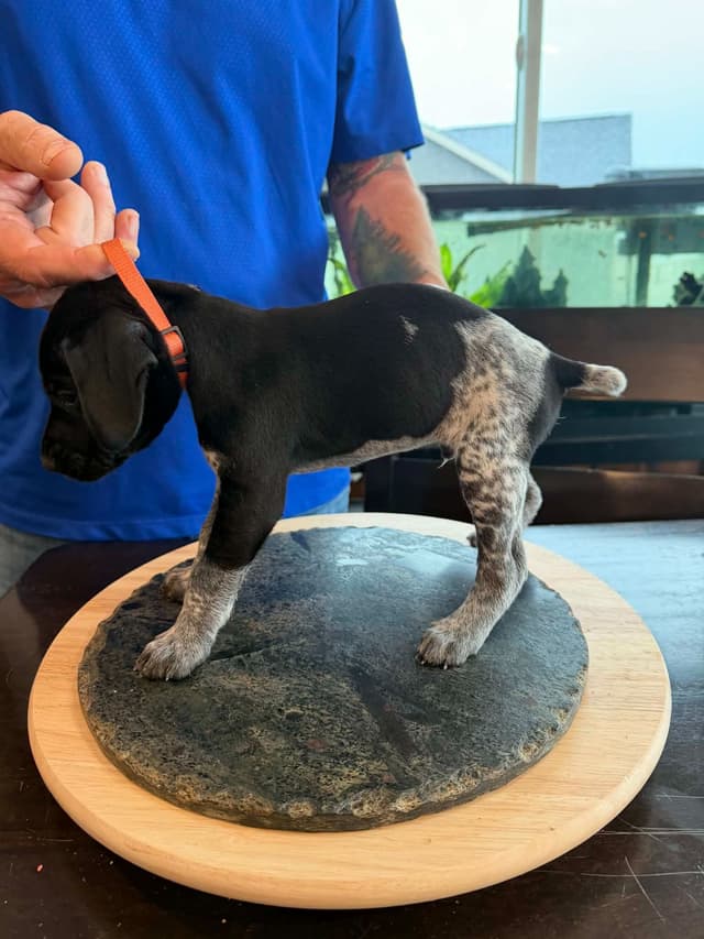 German Shorthaired Pointer Puppies media 11
