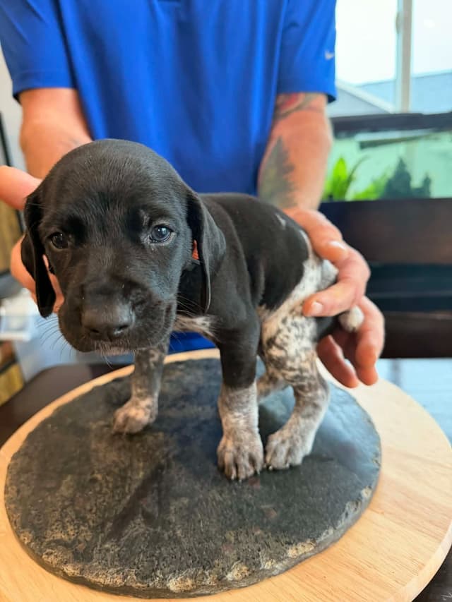 German Shorthaired Pointer Puppies media 13