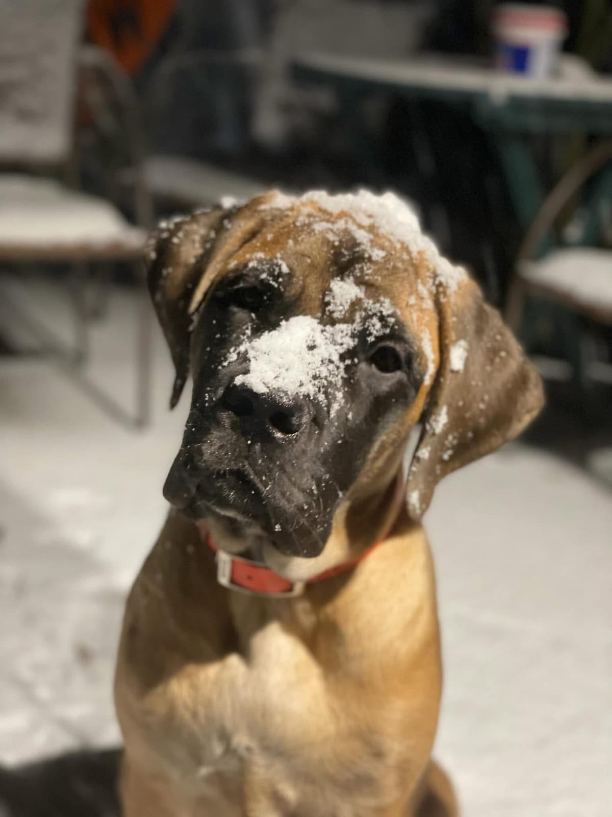 English Mastiff Puppies breeder image 3