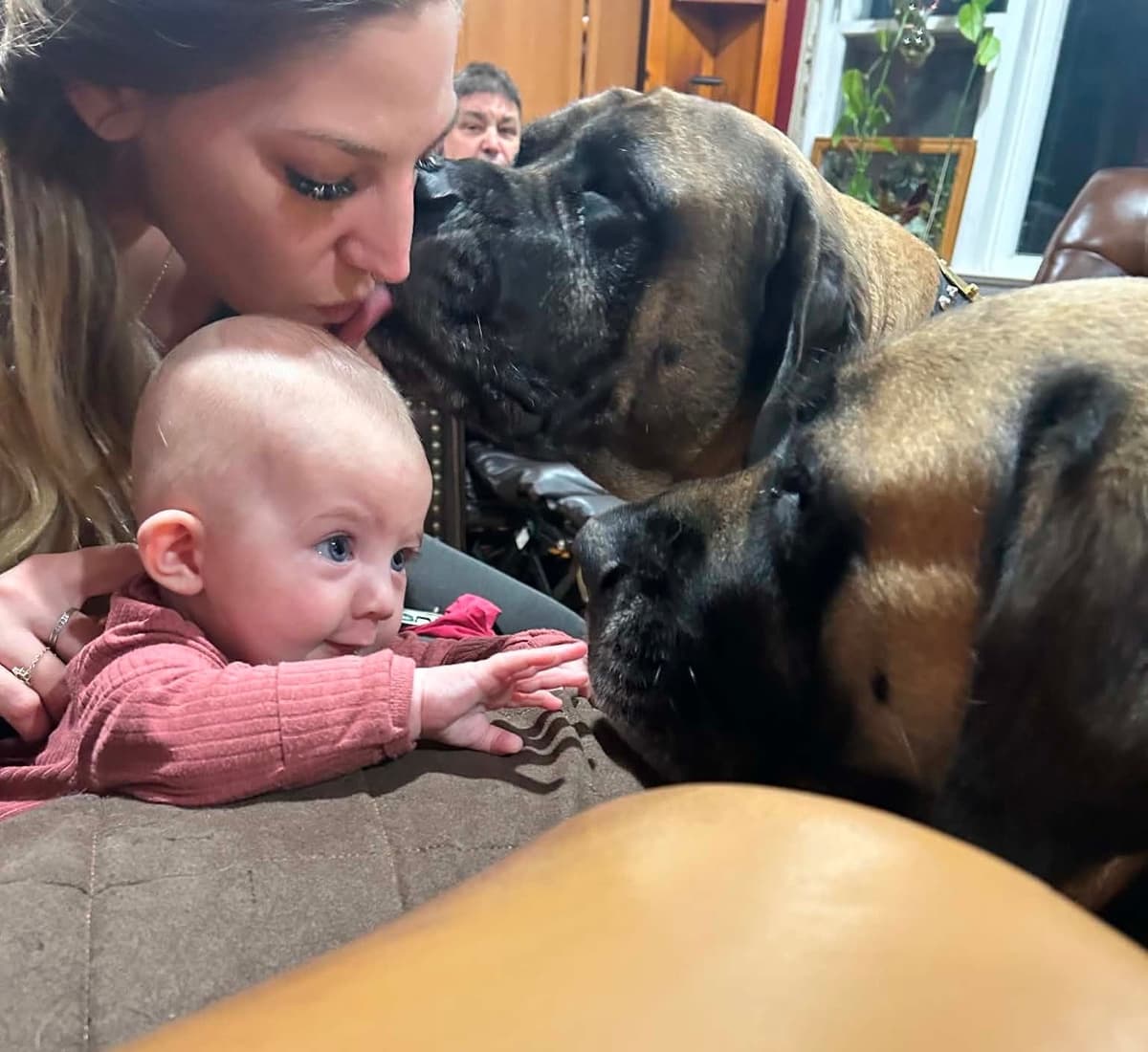 English Mastiff Puppies breeder image 4