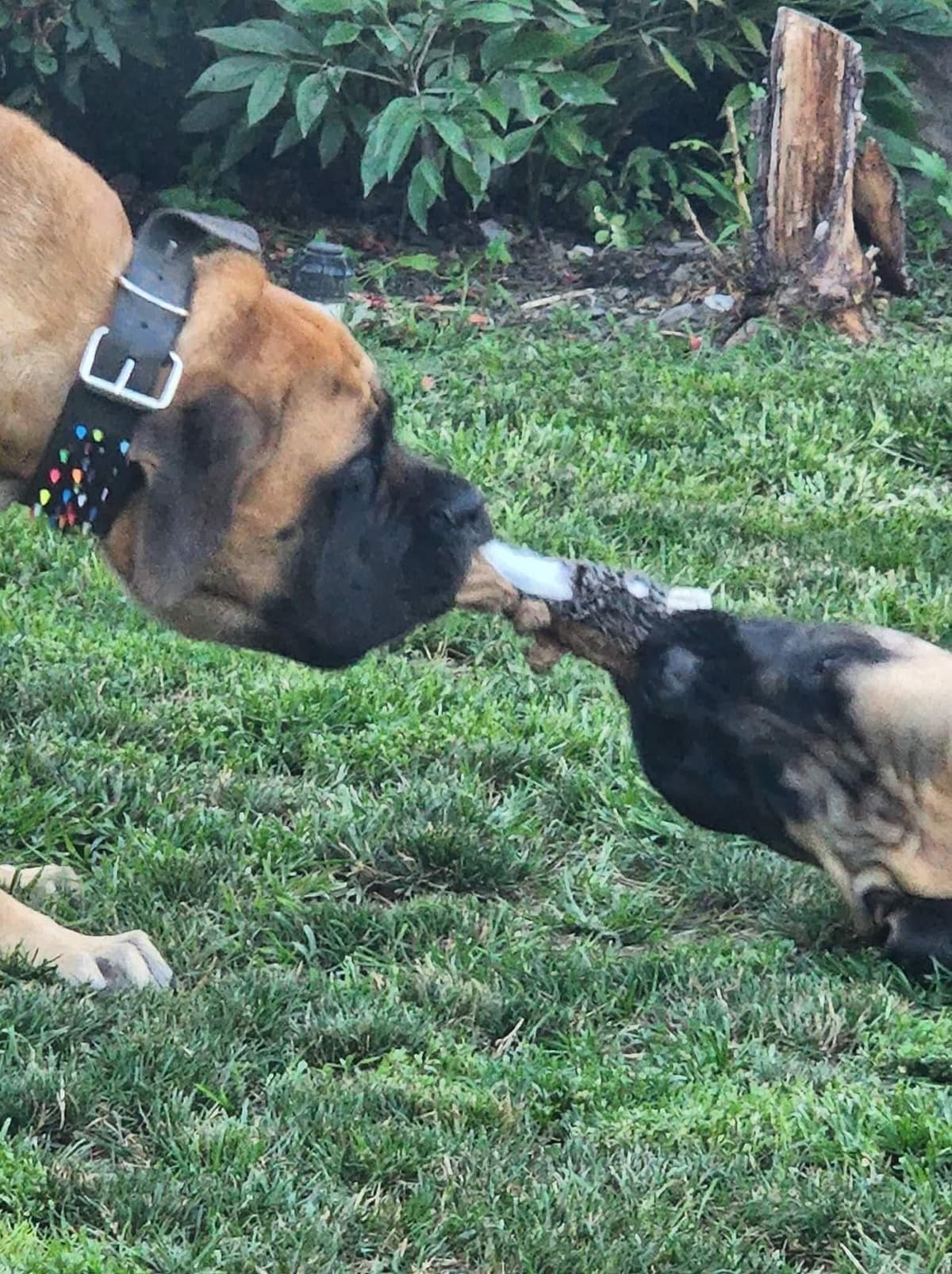 English Mastiff Puppies breeder image 6