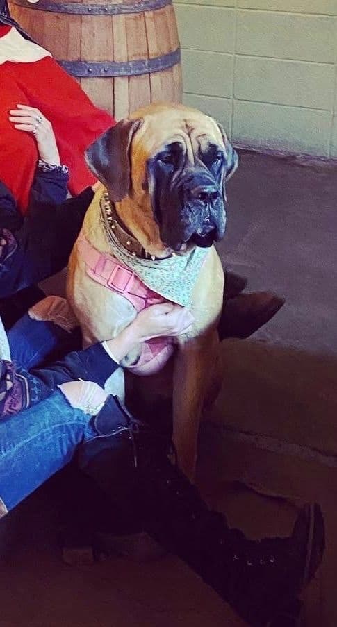 English Mastiff Puppies media 6