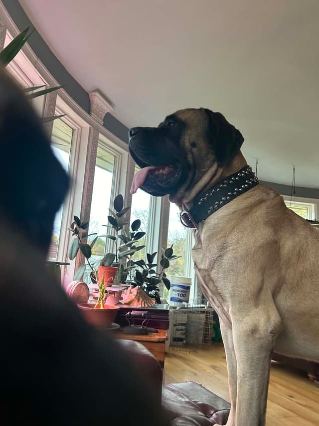 English Mastiff Puppies media 7