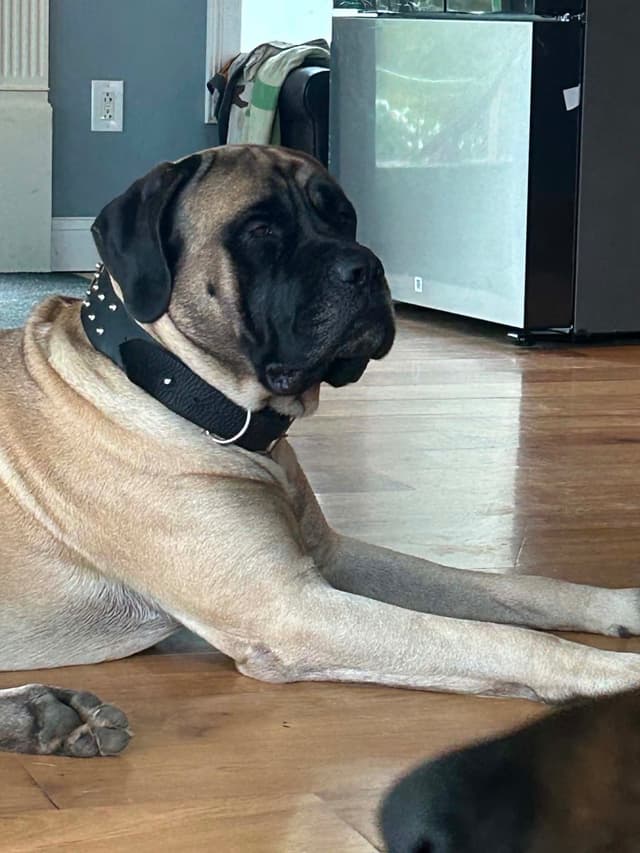 English Mastiff Puppies media 8