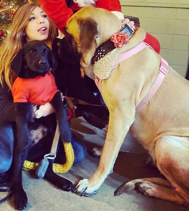 English Mastiff Puppies media 5