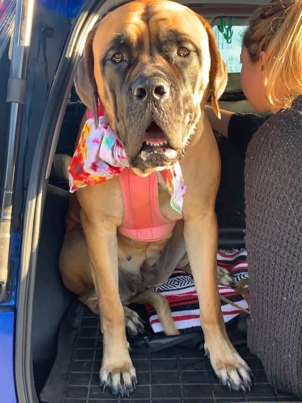 English Mastiff Puppies media 2