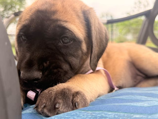 English Mastiff Puppies media 9