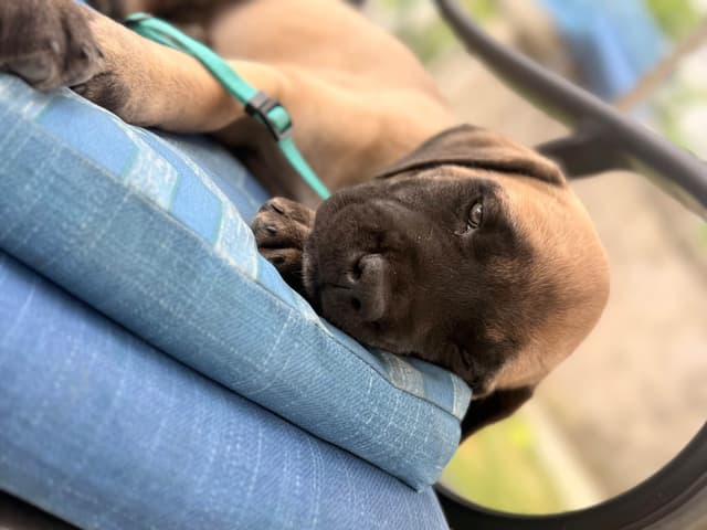 English Mastiff Puppies media 10