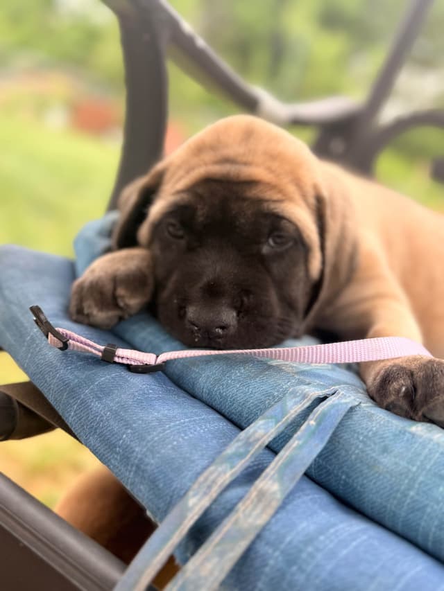 English Mastiff Puppies media 11
