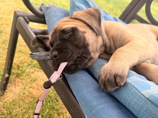 English Mastiff Puppies media 13