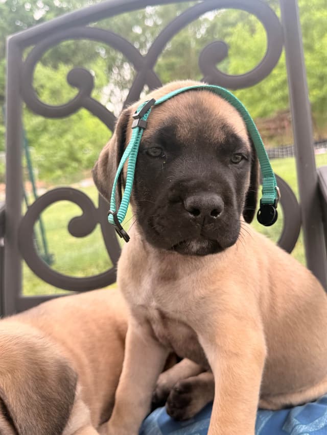 English Mastiff Puppies media 15