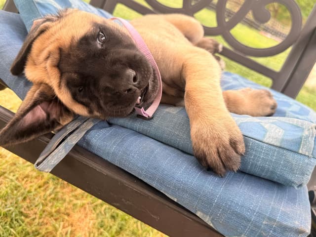 English Mastiff Puppies media 12