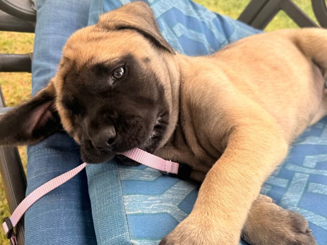 English Mastiff Puppies media 14