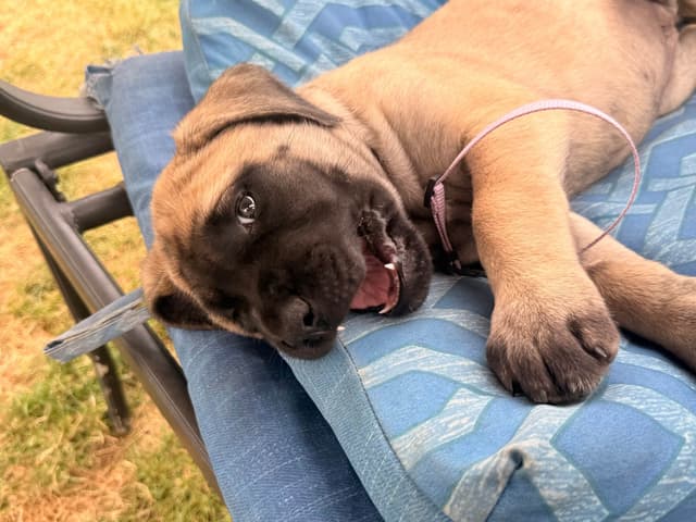 English Mastiff Puppies media 17