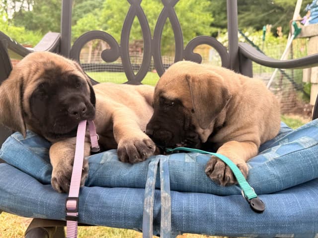 English Mastiff Puppies media 16